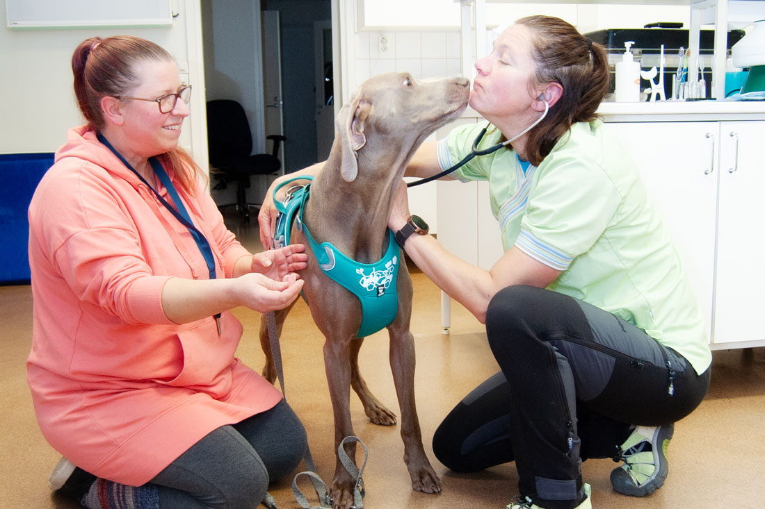 Eläimet potilaina ja omistajat asiak­kaina